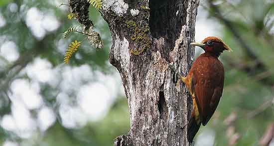تعبیر خواب دارکوب در خانه ، معنی دیدن دارکوب در خانه در خواب های ما چیست تعبیر خواب دارکوب در خانه ، معنی دیدن دارکوب در خانه در خواب های ما چیست