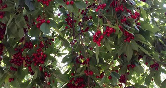 تعبیر خواب درخت آلبالو ، معنی دیدن درخت آلبالو در خواب های ما چیست تعبیر خواب درخت آلبالو ، معنی دیدن درخت آلبالو در خواب های ما چیست