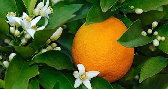 تعبیر خواب درخت نارنج ، معنی دیدن درخت نارنج در خواب های ما چیست