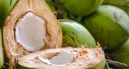 تعبیر خواب درخت نارگیل ابن سیرین ، امام صادق و حضرت یوسف و منوچهر مطیعی تعبیر خواب درخت نارگیل ابن سیرین ، امام صادق و حضرت یوسف و منوچهر مطیعی