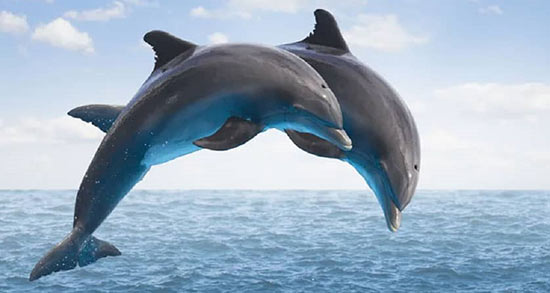 تعبیر خواب دلفین حضرت یوسف ، امام صادق و ابن سیرین و منوچهر مطیعی تعبیر خواب دلفین حضرت یوسف ، امام صادق و ابن سیرین و منوچهر مطیعی