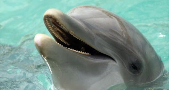 تعبیر خواب دلفین سفید ، معنی دیدن دلفین سفید در خواب های ما چیست