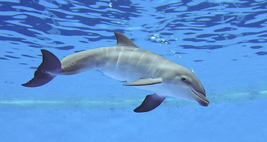 تعبیر خواب دلفین چیست ، معنی دیدن دلفین در خواب های ما چیست تعبیر خواب دلفین چیست ، معنی دیدن دلفین در خواب های ما چیست