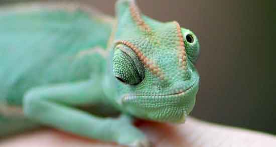 تعبیر خواب دیدن آفتاب پرست ، معنی دیدن آفتاب پرست در خواب های ما چیست تعبیر خواب دیدن آفتاب پرست ، معنی دیدن آفتاب پرست در خواب های ما چیست