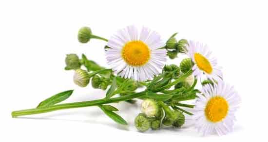 تعبیر خواب دیدن بابونه سبز ، معنی دیدن بابونه سبز در خواب های ما چیست