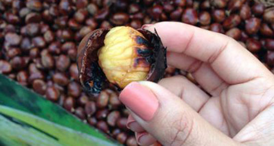 تعبیر خواب دیدن بلوط ، معنی دیدن بلوط در خواب های ما چیست تعبیر خواب دیدن بلوط ، معنی دیدن بلوط در خواب های ما چیست