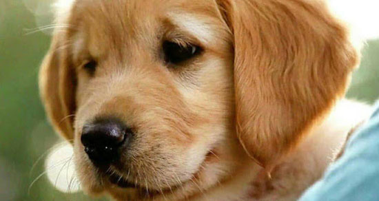 تعبیر خواب دیدن توله سگ ، معنی دیدن توله سگ در خواب های ما چیست