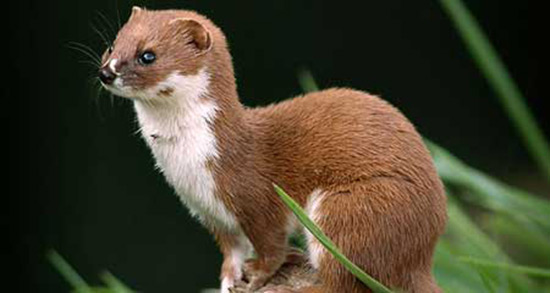 تعبیر خواب راسو قهوه ای ، معنی دیدن راسو قهوه ای در خواب های ما چیست تعبیر خواب راسو قهوه ای ، معنی دیدن راسو قهوه ای در خواب های ما چیست