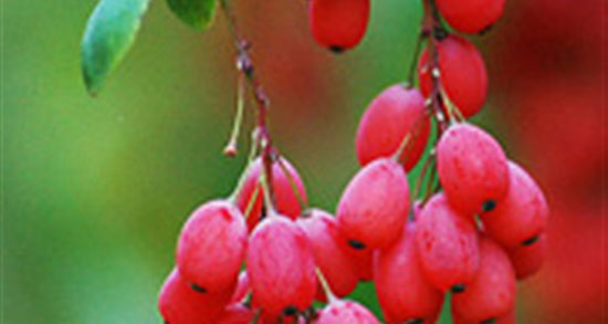 تعبیر خواب زرشک خریدن ، معنی زرشک خریدن در خواب های ما چیست