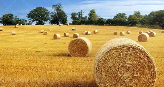 تعبیر خواب زمین کشاورزی خشک ، معنی دیدن زمین کشاورزی خشک در خواب