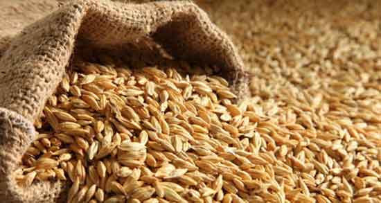 تعبیر خواب سبزه گندم ، معنی دیدن سبزه گندم در خواب های ما چیست
