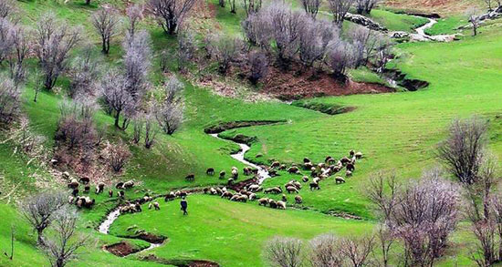 تعبیر خواب سرسبزی و درخت ، معنی دیدن سرسبزی و درخت در خواب چیست