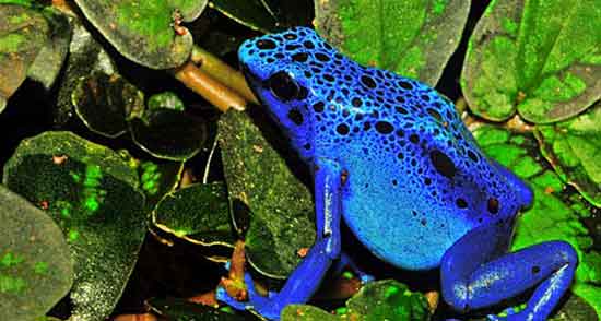 تعبیر خواب سمندر آبی ، معنی دیدن سمندر آبی در خواب های ما چیست تعبیر خواب سمندر آبی ، معنی دیدن سمندر آبی در خواب های ما چیست