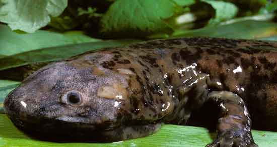 تعبیر خواب سمندر بزرگ ، معنی دیدن سمندر بزرگ در خواب های ما چیست تعبیر خواب سمندر بزرگ ، معنی دیدن سمندر بزرگ در خواب های ما چیست