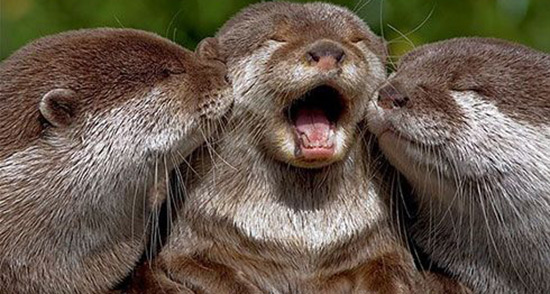 تعبیر خواب سمور آبی ، معنی دیدن سمور آبی در خواب های ما چیست