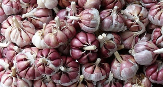 تعبیر خواب سیر ترشی ، معنی دیدن سیر ترشی در خواب های ما چیست تعبیر خواب سیر ترشی ، معنی دیدن سیر ترشی در خواب های ما چیست