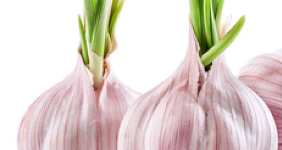 تعبیر خواب سیر کوهی ، معنی دیدن سیر کوهی در خواب های ما چیست