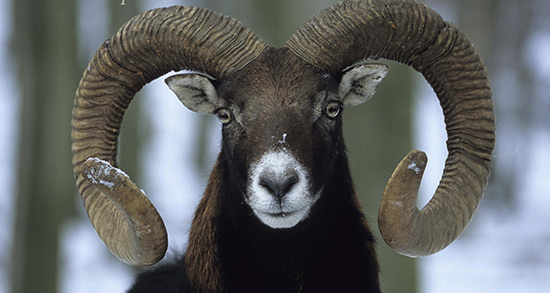 تعبیر خواب شاخ زدن قوچ به انسان ، معنی شاخ زدن قوچ به انسان در خواب چیست