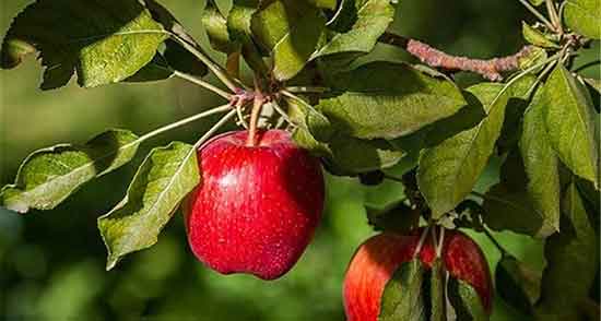 تعبیر خواب شاخه درخت ، معنی دیدن شاخه درخت در خواب های ما چیست