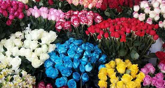 تعبیر خواب شاخه گل رز آبی ، معنی دیدن شاخه گل رز آبی در خواب چیست