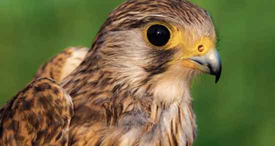 تعبیر خواب شاهین در خانه ، معنی دیدن شاهین در خانه در خواب های ما چیست