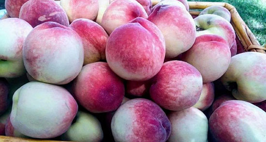 تعبیر خواب شفتالو از امام صادق ، حضرت یوسف و ابن سیرین و منوچهر مطیعی