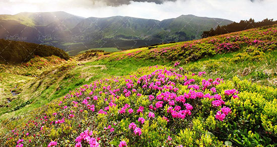 تعبیر خواب طبیعت بکر ، معنی دیدن طبیعت بکر در خواب های ما چیست