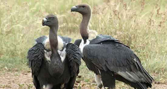 تعبیر خواب عقاب و لاشخور ، معنی دیدن عقاب و لاشخور در خواب های ما چیست تعبیر خواب عقاب و لاشخور ، معنی دیدن عقاب و لاشخور در خواب های ما چیست