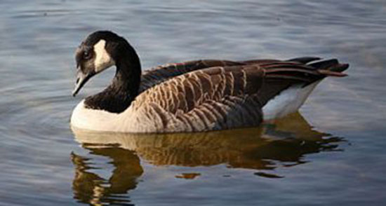 تعبیر خواب غاز امام صادق ، حضرت یوسف و ابن سیرین و منوچهر مطیعی تعبیر خواب غاز امام صادق ، حضرت یوسف و ابن سیرین و منوچهر مطیعی