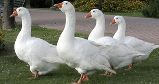 تعبیر خواب غاز در خانه ، معنی دیدن غاز در خانه در خواب های ما چیست تعبیر خواب غاز در خانه ، معنی دیدن غاز در خانه در خواب های ما چیست