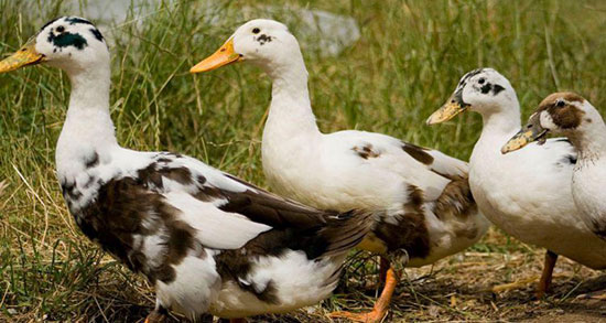 تعبیر خواب غاز مشکی ، معنی دیدن غاز مشکی در خواب های ما چیست