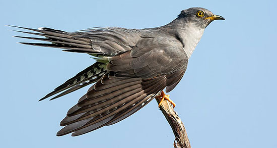 تعبیر خواب فاخته مرده ، معنی دیدن فاخته مرده در خواب های ما چیست تعبیر خواب فاخته مرده ، معنی دیدن فاخته مرده در خواب های ما چیست