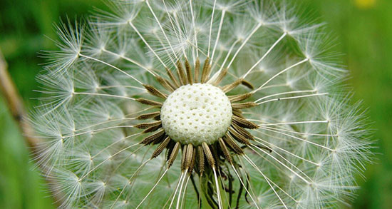 تعبیر خواب قاصدک ابن سیرین ، امام صادق و حضرت یوسف و منوچهر مطیعی تعبیر خواب قاصدک ابن سیرین ، امام صادق و حضرت یوسف و منوچهر مطیعی