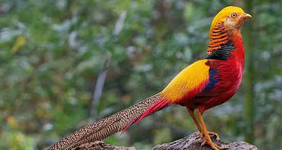 تعبیر خواب قرقاول زنده ، معنی دیدن قرقاول زنده در خواب های ما چیست