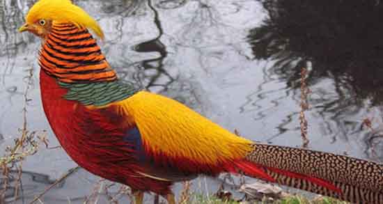 تعبیر خواب قرقاول سیاه ، معنی دیدن قرقاول سیاه در خواب های ما چیست تعبیر خواب قرقاول سیاه ، معنی دیدن قرقاول سیاه در خواب های ما چیست