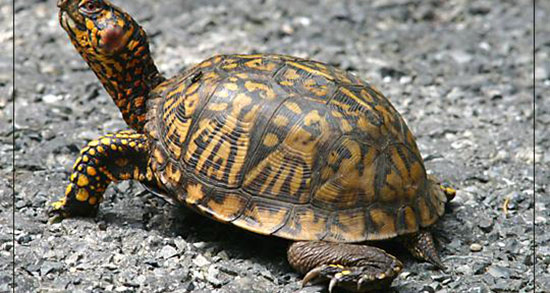 تعبیر خواب لاک پشت مرده ، معنی دیدن لاک پشت مرده در خواب ما چیست تعبیر خواب لاک پشت مرده ، معنی دیدن لاک پشت مرده در خواب ما چیست