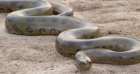 تعبیر خواب مار کبری سبز رنگ ، معنی دیدن مار کبری سبز رنگ در خواب چیست تعبیر خواب مار کبری سبز رنگ ، معنی دیدن مار کبری سبز رنگ در خواب چیست