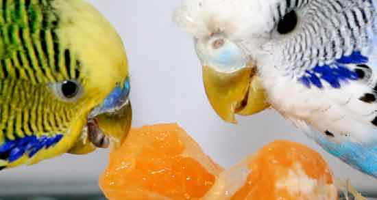 تعبیر خواب مرغ عشق زرد رنگ ، معنی دیدن مرغ عشق زرد رنگ در خواب چیست تعبیر خواب مرغ عشق زرد رنگ ، معنی دیدن مرغ عشق زرد رنگ در خواب چیست