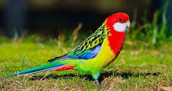 تعبیر خواب مرغ عشق قرمز ، معنی دیدن مرغ عشق قرمز در خواب های ما چیست تعبیر خواب مرغ عشق قرمز ، معنی دیدن مرغ عشق قرمز در خواب های ما چیست