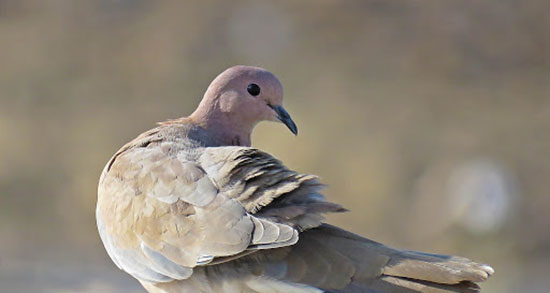 تعبیر خواب مرغ یاکریم ، معنی دیدن مرغ یاکریم در خواب های ما چیست تعبیر خواب مرغ یاکریم ، معنی دیدن مرغ یاکریم در خواب های ما چیست