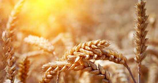 تعبیر خواب مزرعه گندم ، معنی دیدن مزرعه گندم در خواب های ما چیست