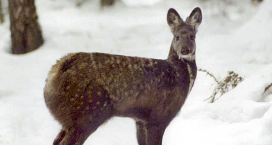تعبیر خواب مشک آهو ، معنی دیدن مشک آهو در خواب های ما چیست تعبیر خواب مشک آهو ، معنی دیدن مشک آهو در خواب های ما چیست