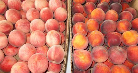تعبیر خواب میوه شفتالو ، معنی دیدن میوه شفتالو در خواب های ما چیست
