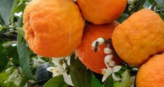 تعبیر خواب نارنج خراب ، معنی دیدن نارنج خراب در خواب های ما چیست