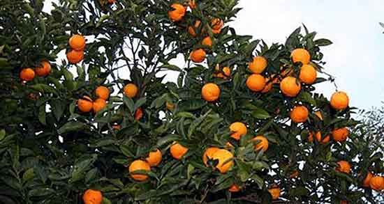 تعبیر خواب نارنج سبز ، معنی دیدن نارنج سبز در خواب های ما چیست
