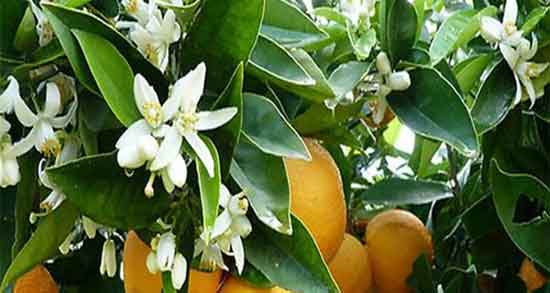 تعبیر خواب نارنج گرفتن ، معنی نارنج گرفتن در خواب های ما چیست تعبیر خواب نارنج گرفتن ، معنی نارنج گرفتن در خواب های ما چیست