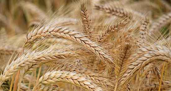 تعبیر خواب نان گندم ، معنی دیدن نان گندم در خواب های ما چیست