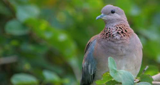 تعبیر خواب نشستن یاکریم روی سر ، معنی نشستن یاکریم روی سر در خواب تعبیر خواب نشستن یاکریم روی سر ، معنی نشستن یاکریم روی سر در خواب