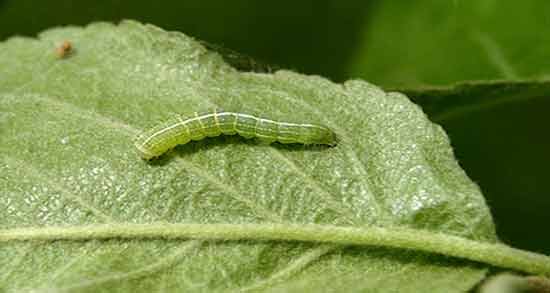 تعبیر خواب نیش زدن کرم ، معنی نیش زدن کرم در خواب های ما چیست تعبیر خواب نیش زدن کرم ، معنی نیش زدن کرم در خواب های ما چیست