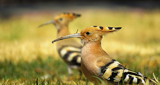 تعبیر خواب هدهد در خواب ، معنی دیدن هدهد در خواب های ما چیست تعبیر خواب هدهد در خواب ، معنی دیدن هدهد در خواب های ما چیست